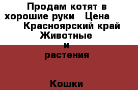 Продам котят в хорошие руки › Цена ­ 100 - Красноярский край Животные и растения » Кошки   . Красноярский край